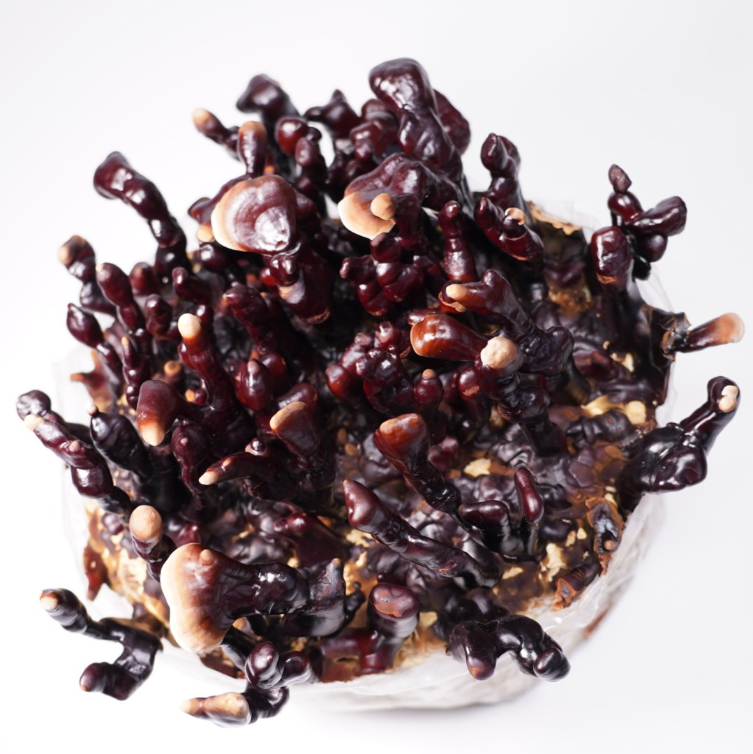 Ganoderma sinense