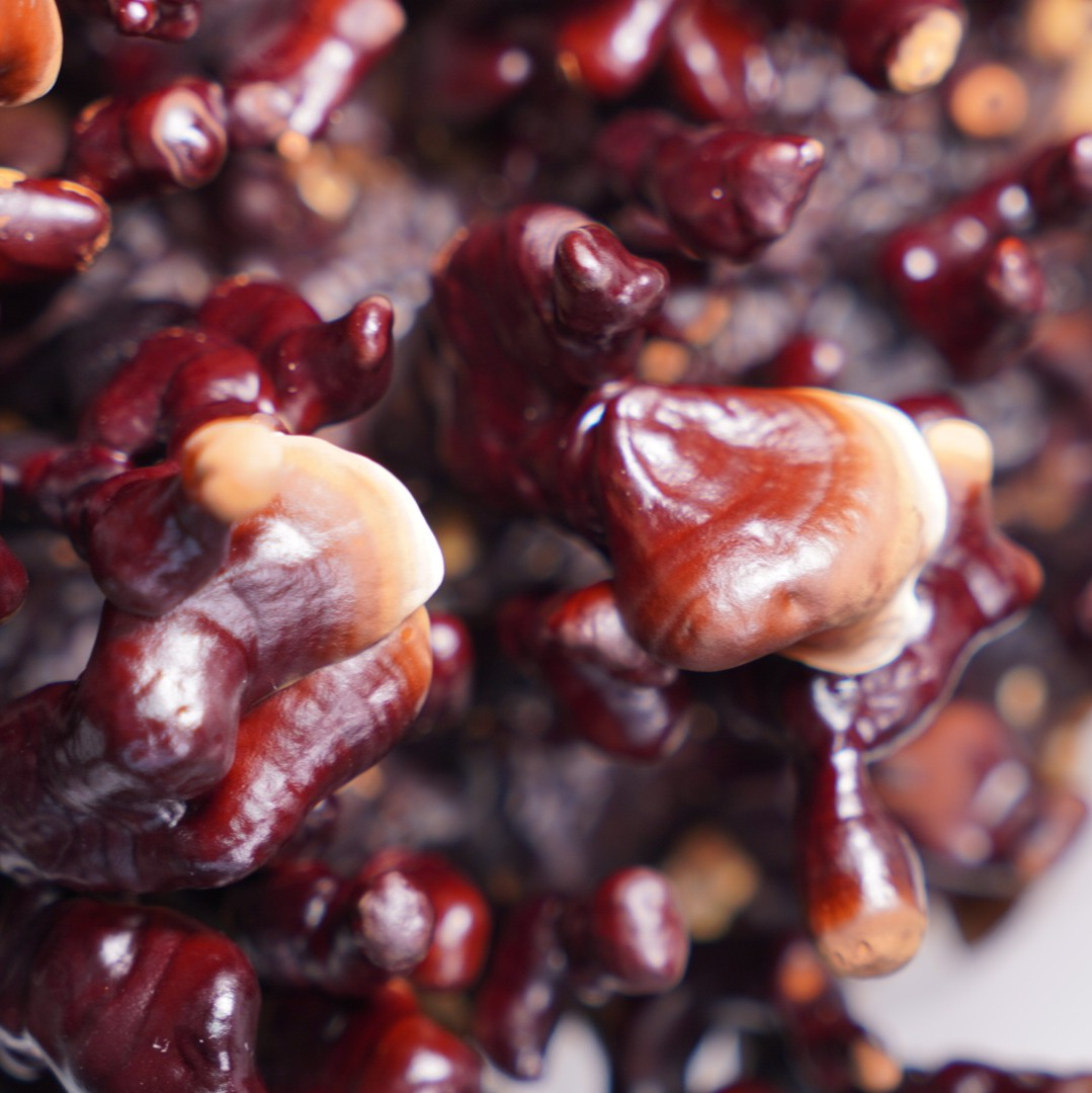 Ganoderma sinense