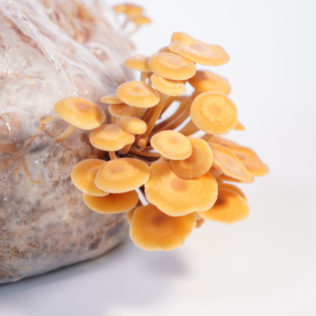 Flammulina velutipes