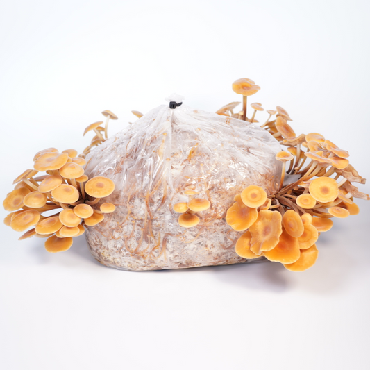 Flammulina velutipes