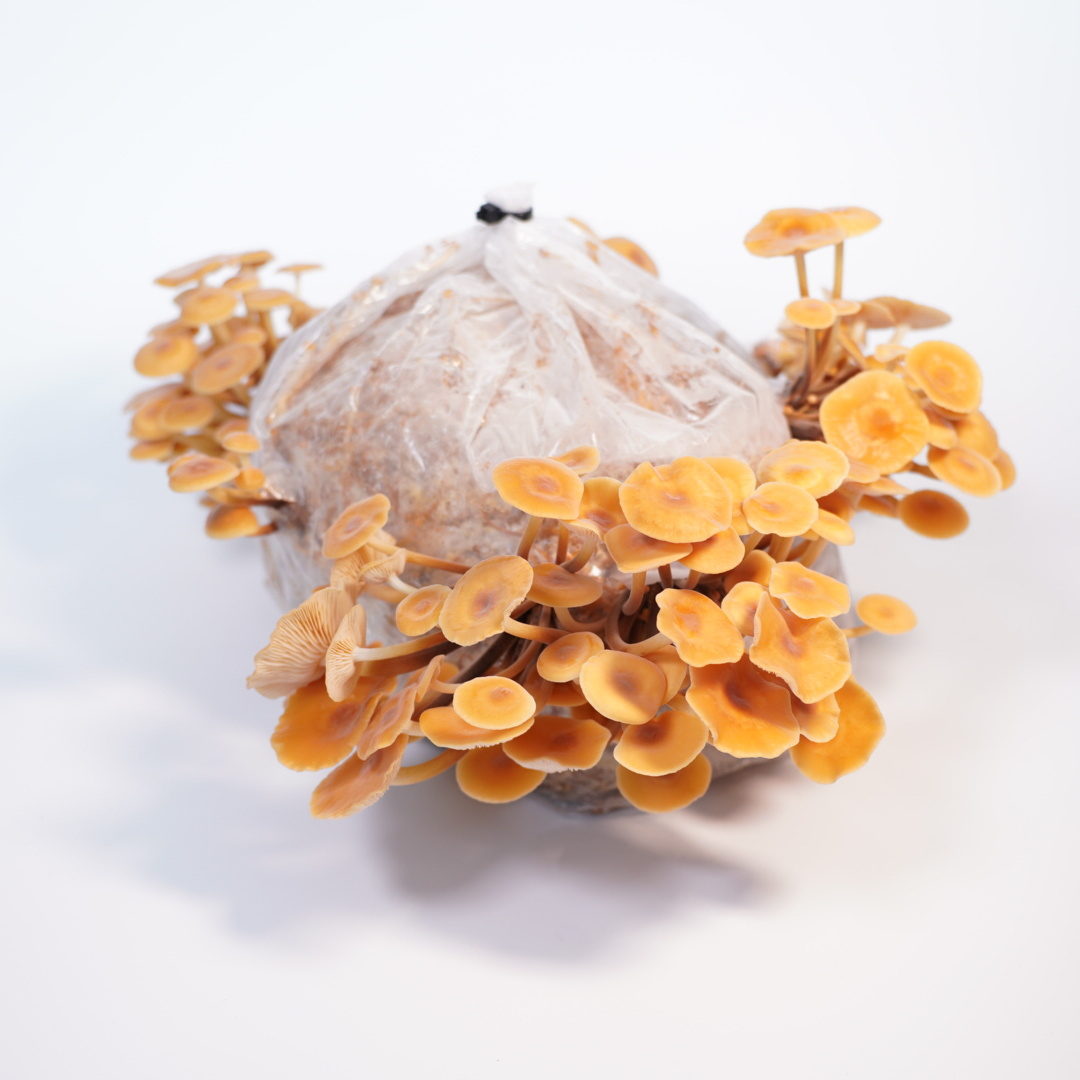 Flammulina velutipes