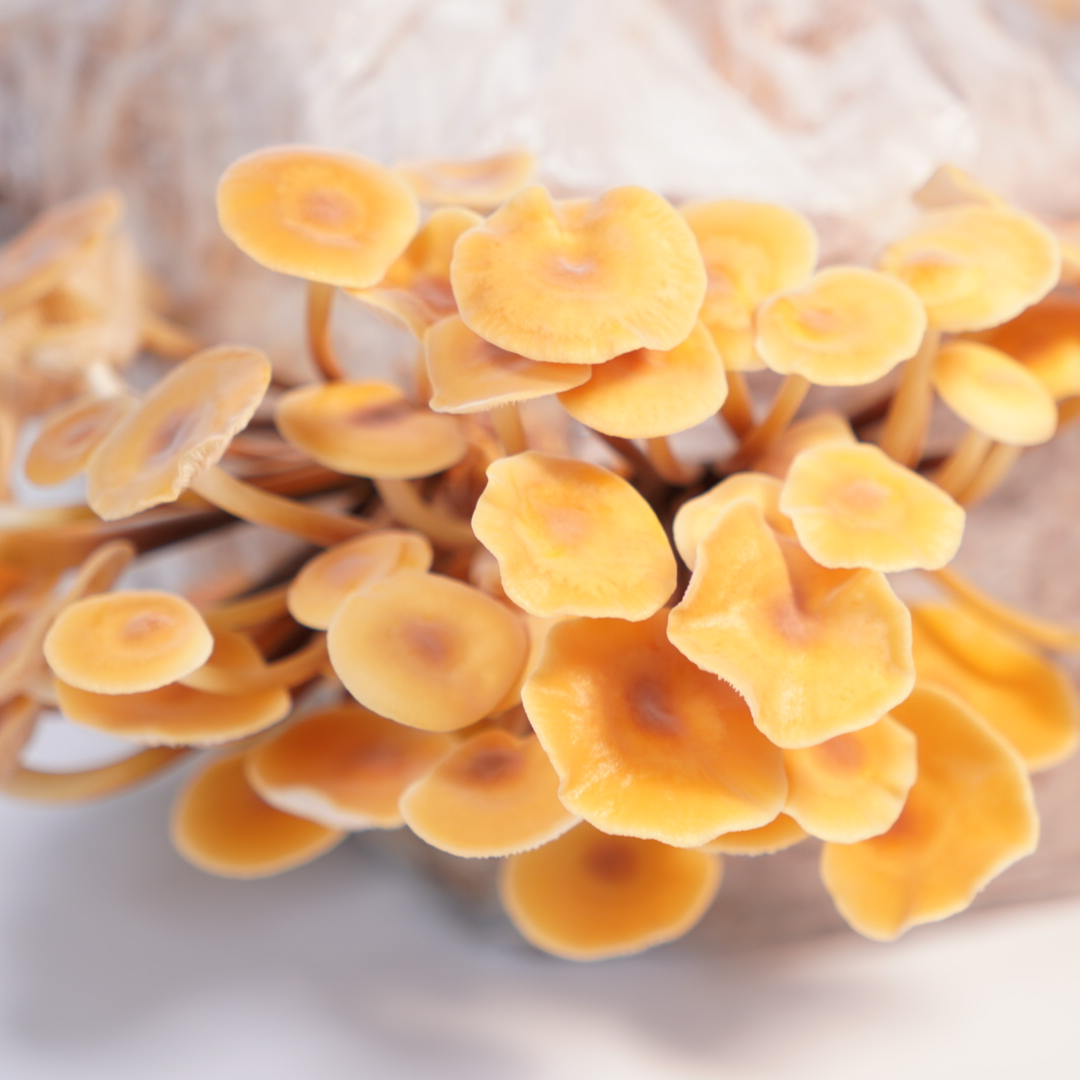 Flammulina velutipes