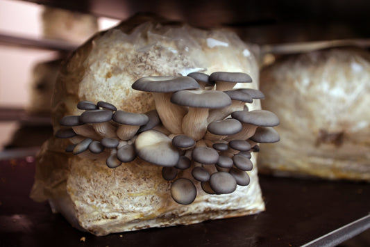 Premium Oyster Mushroom Grow Kit